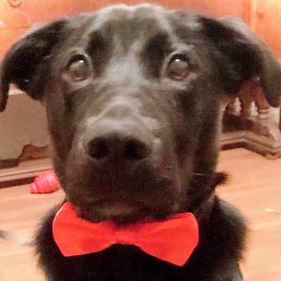 Meet your Posher, Nikki - Picture 2 of 2